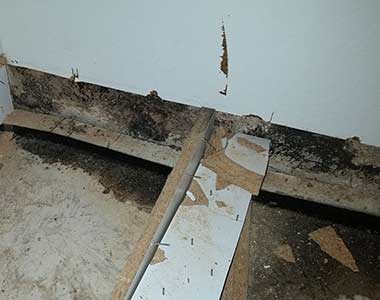 mold-removal-380